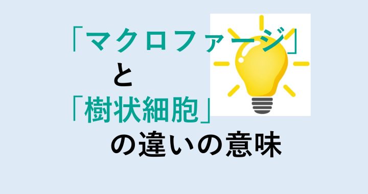 マクロファージと樹状細胞の違いの意味を分かりやすく解説！