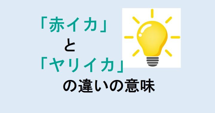 赤イカとヤリイカの違いの意味を分かりやすく解説！