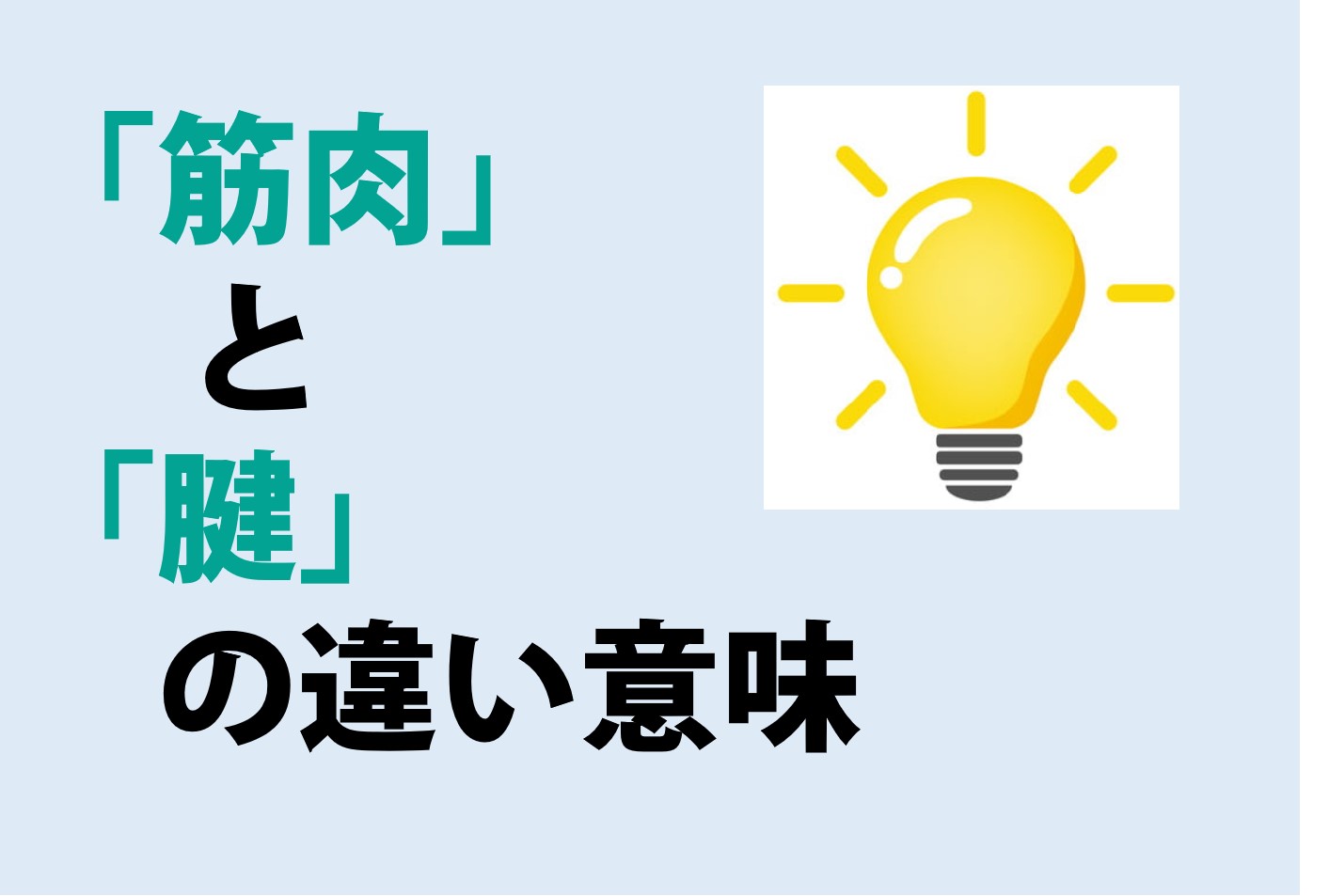 筋肉と腱の違いの意味を分かりやすく解説！