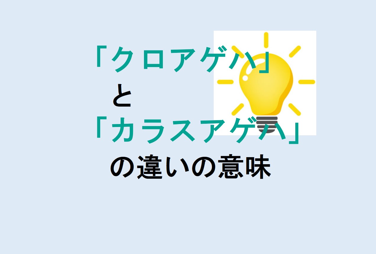 クロアゲハとカラスアゲハの違い