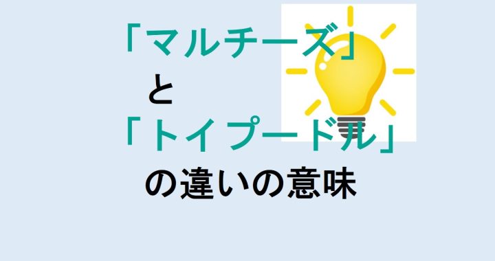 マルチーズとトイプードルの違いの意味を分かりやすく解説！