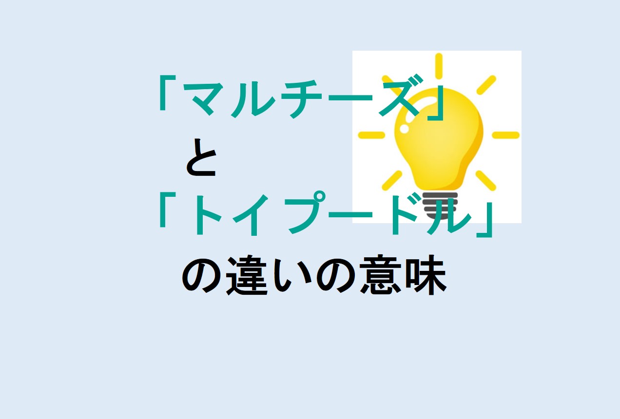 マルチーズとトイプードルの違い