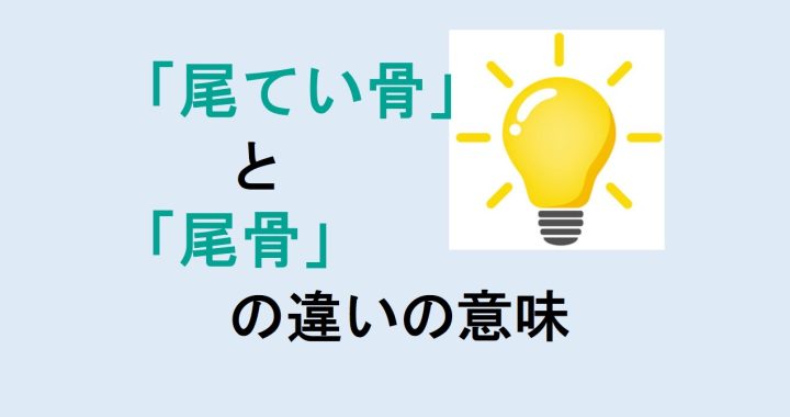 尾てい骨と尾骨の違いの意味を分かりやすく解説！