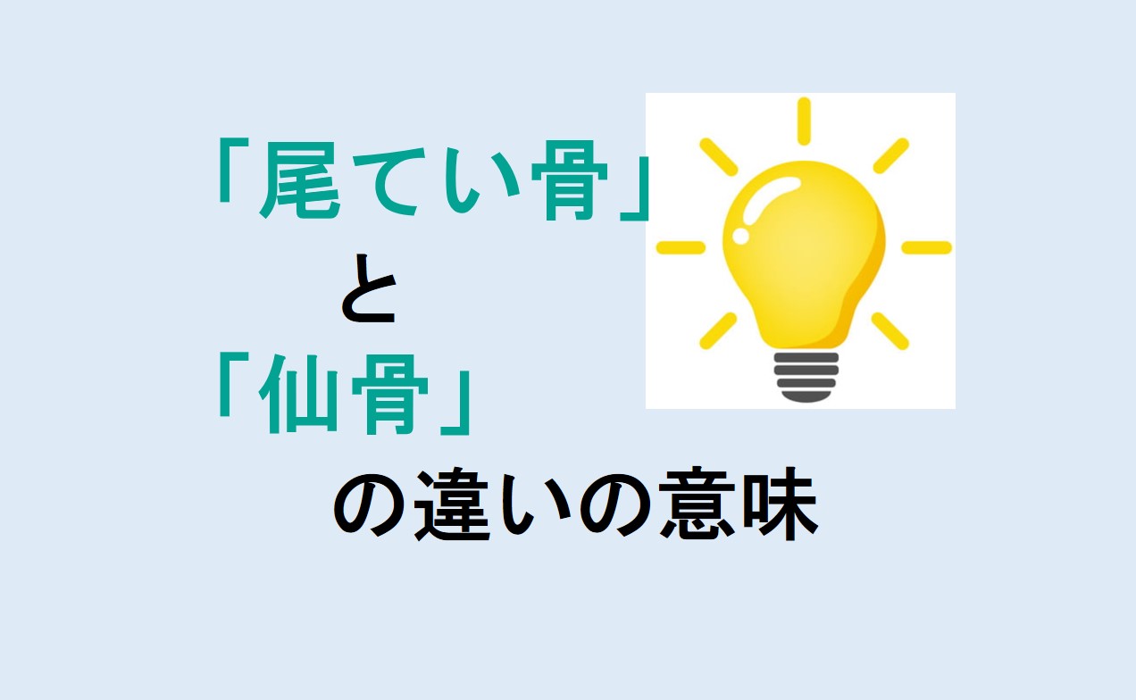 尾てい骨と仙骨の違い