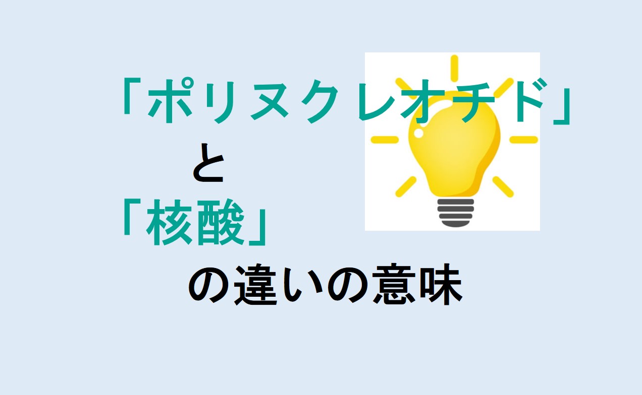 ポリヌクレオチドと核酸の違い