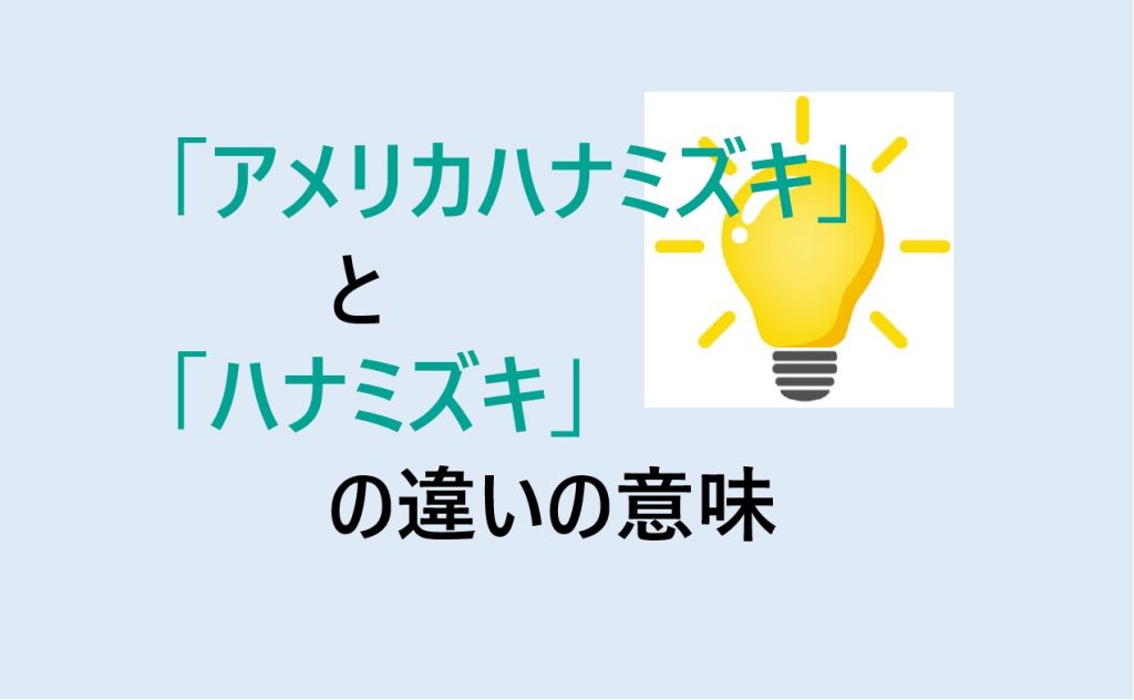 アメリカハナミズキとハナミズキの違い