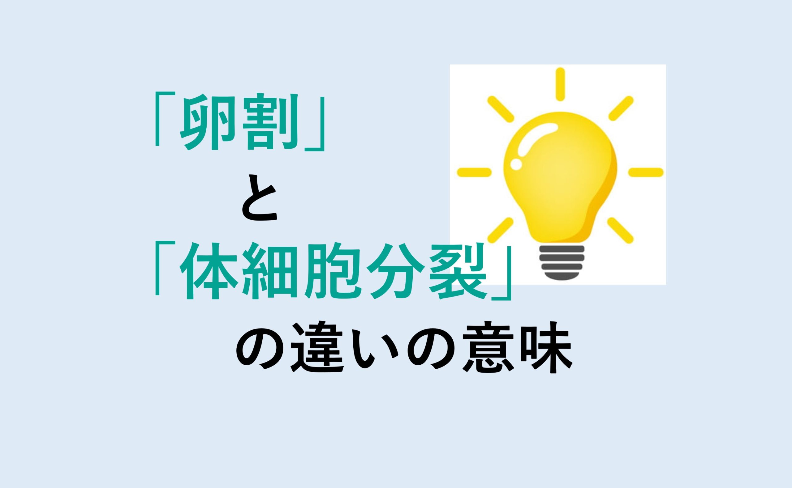 卵割と体細胞分裂の違い