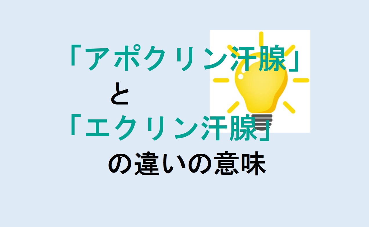 アポクリン汗腺とエクリン汗腺の違い