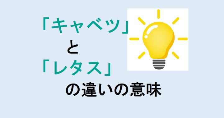 キャベツとレタスの違いの意味を分かりやすく解説！