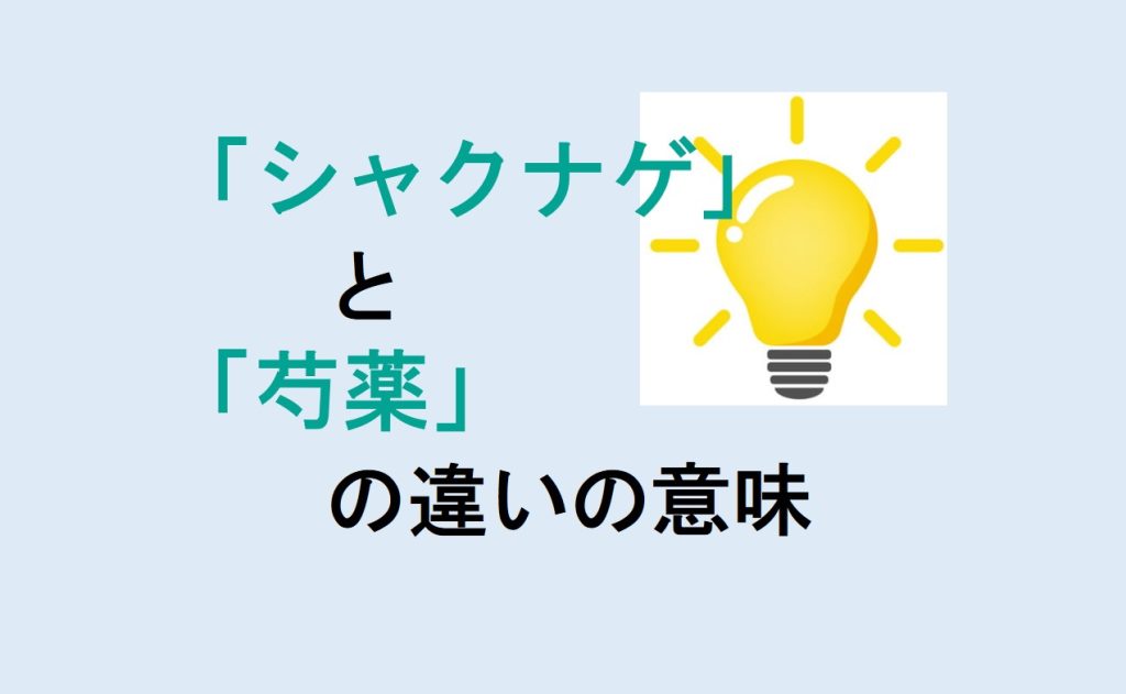 シャクナゲと芍薬の違い