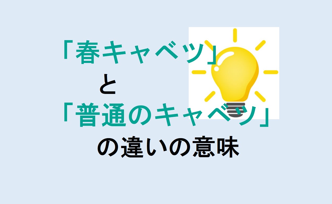 春キャベツと普通のキャベツの違い