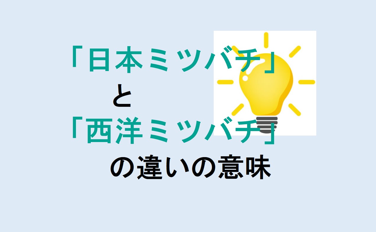 日本ミツバチと西洋ミツバチの違い