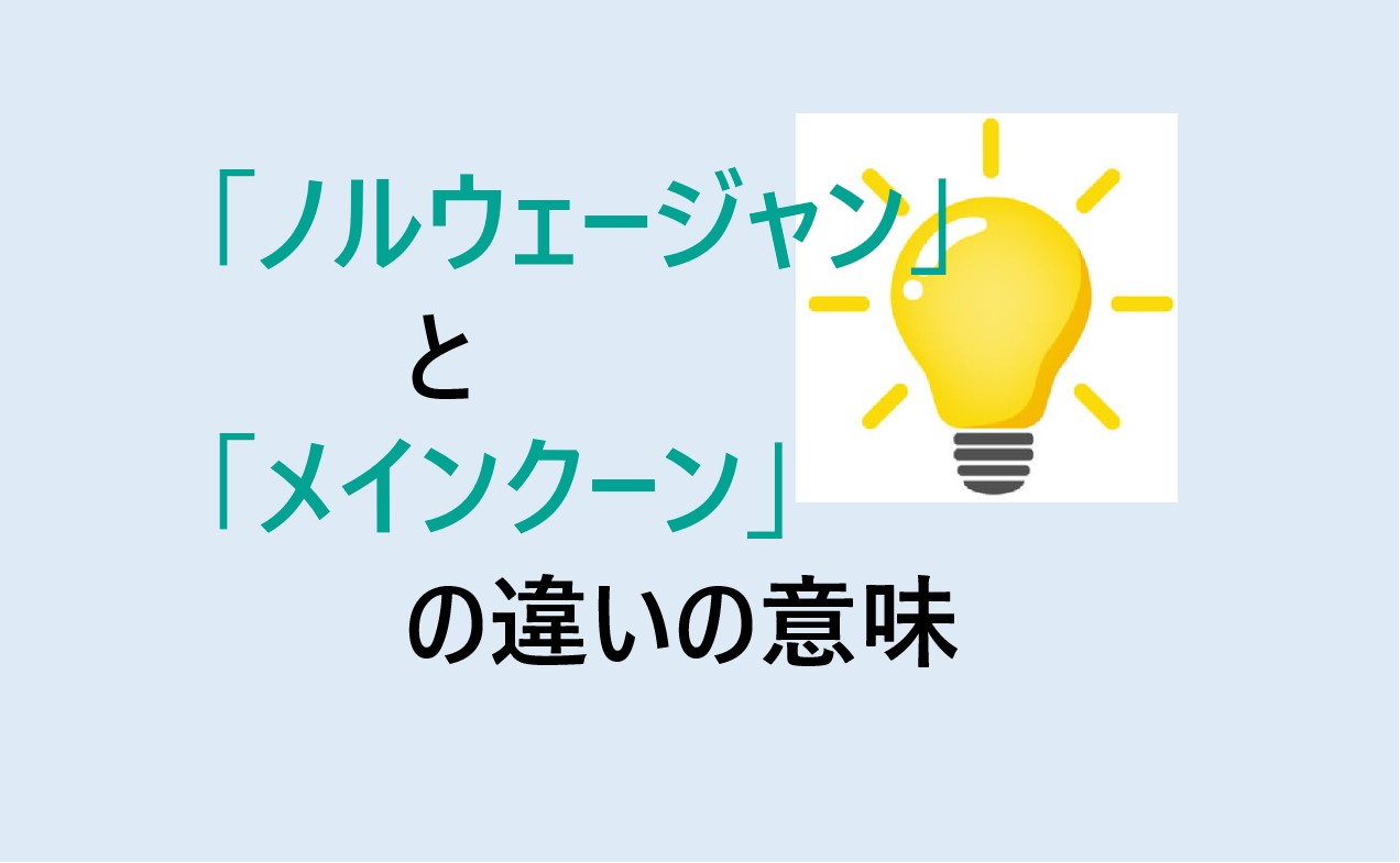 ノルウェージャンとメインクーンの違い