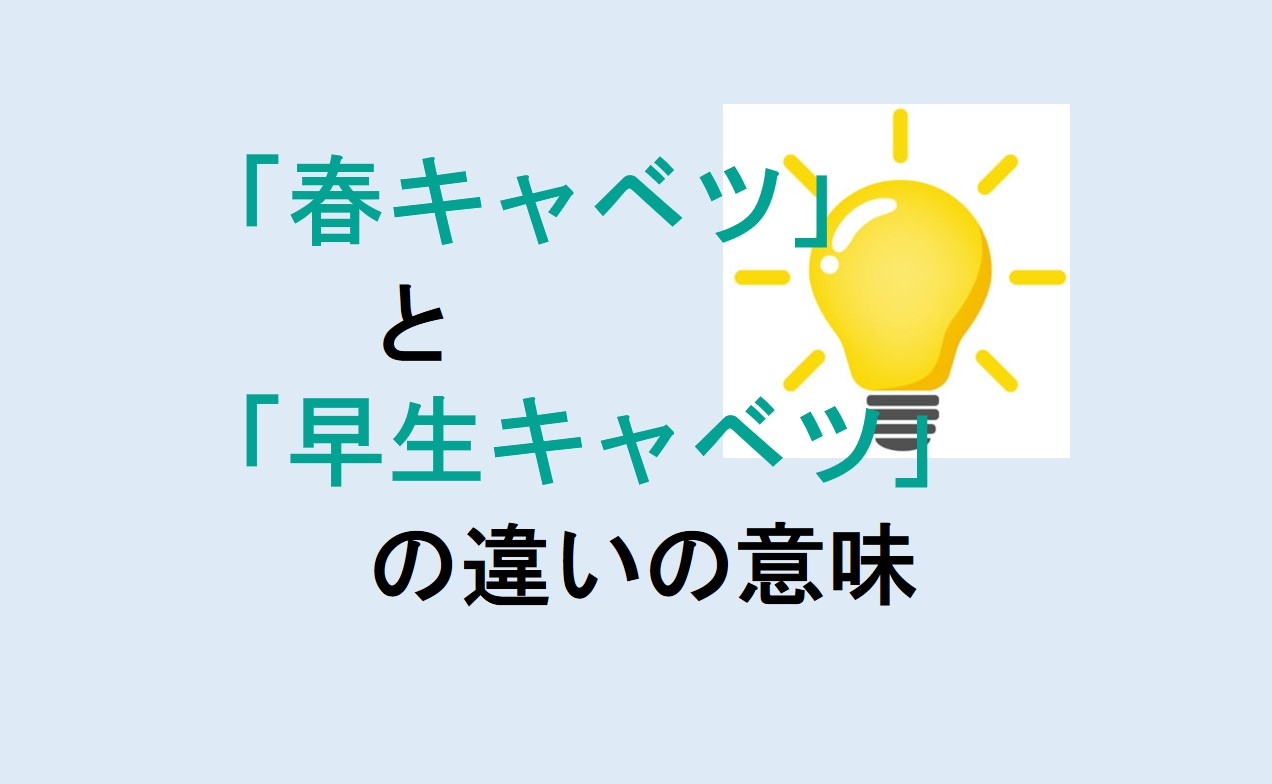 春キャベツと早生キャベツの違い