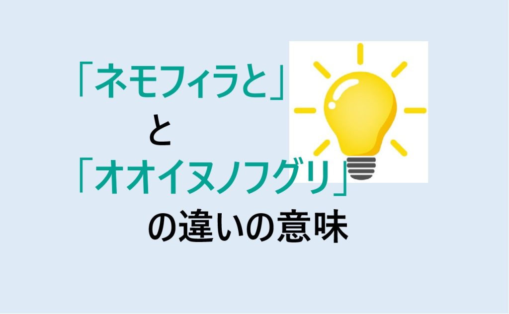ネモフィラとオオイヌノフグリの違い